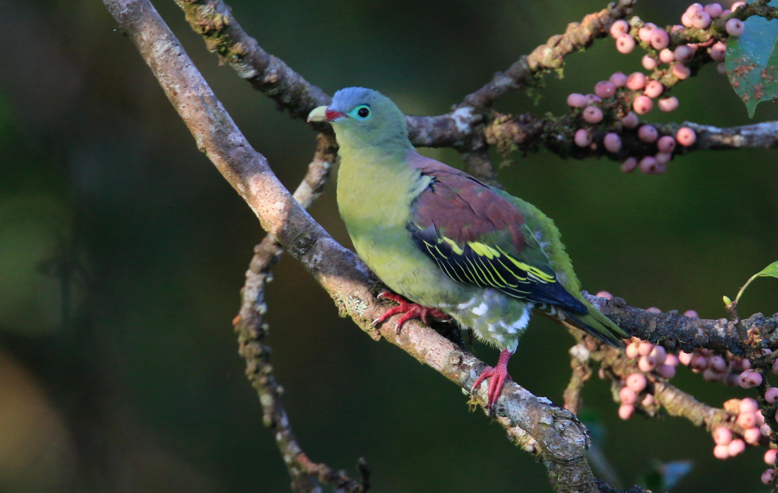 image Thick-billed Green-Pigeon